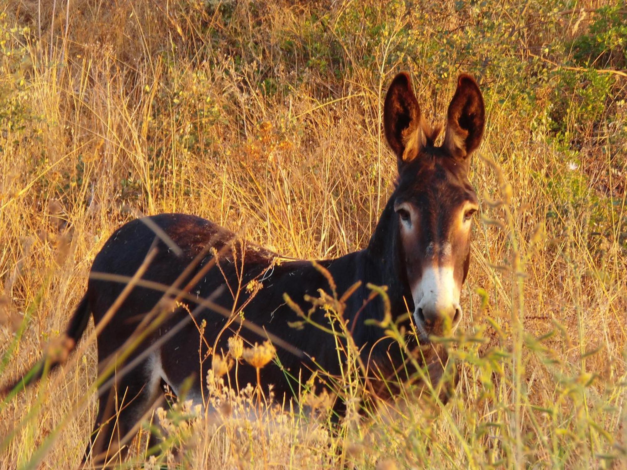Ninho Da Poupa Séjour à la campagne *