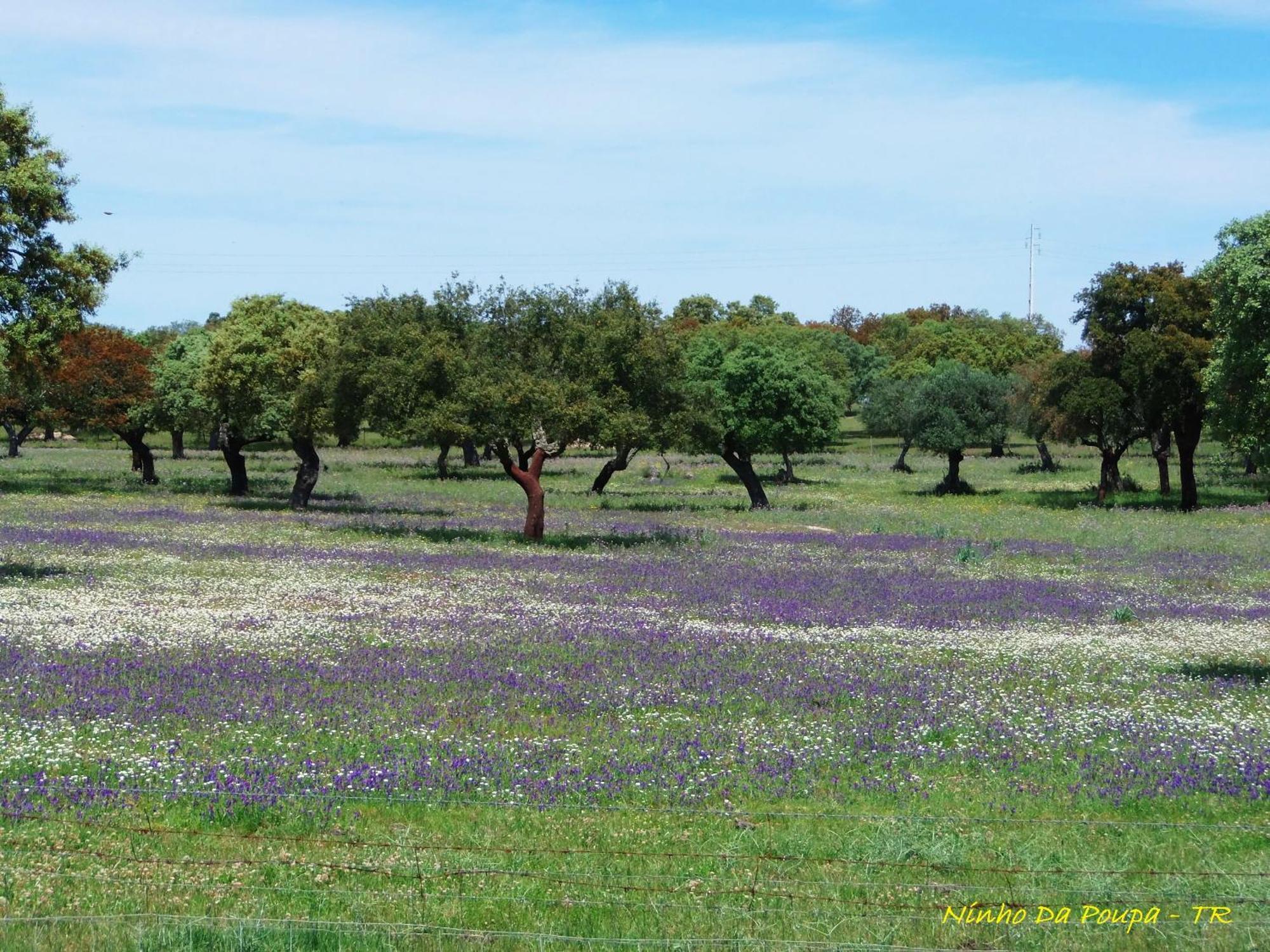 Séjour à la campagne Ninho Da Poupa